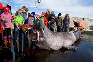 Greenland Shark Size