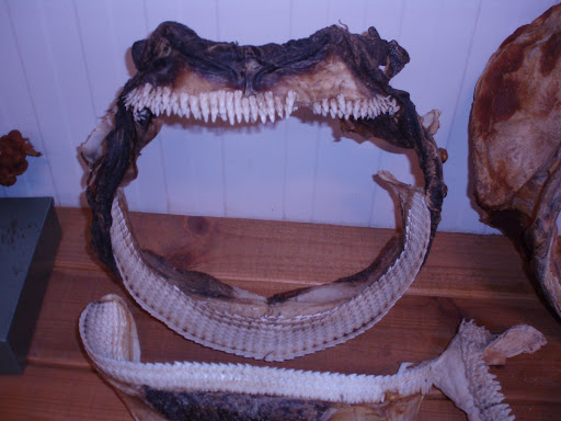 Greenland Shark Teeth