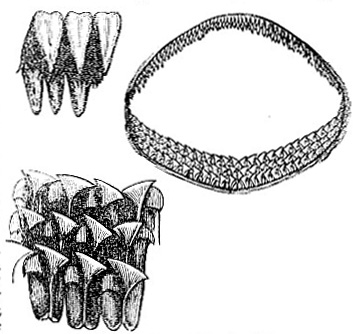 Greenland Shark Teeth