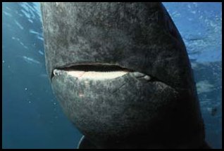 Greenland Shark Teeth