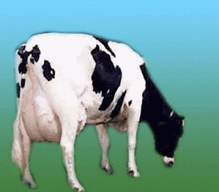 Hf Cow