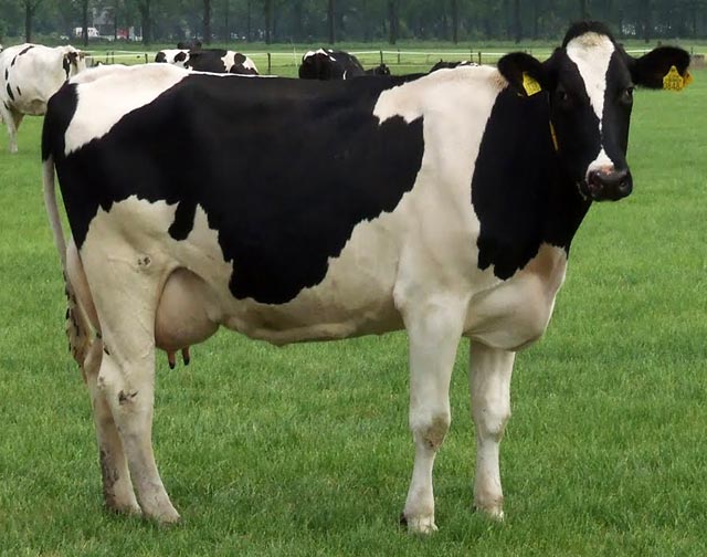 Hf Cow