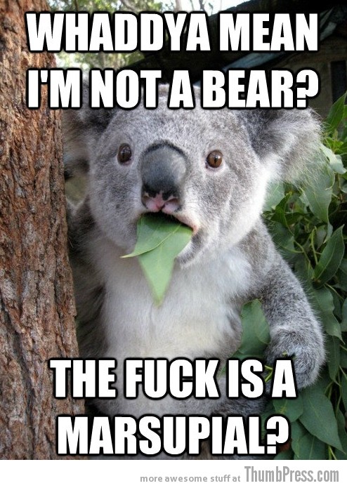 High Koala Bear Meme