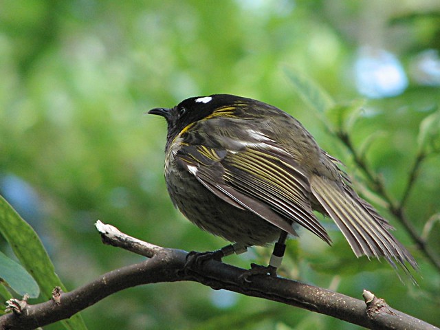 Hihi Bird New Zealand