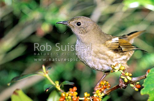 Hihi Bird New Zealand