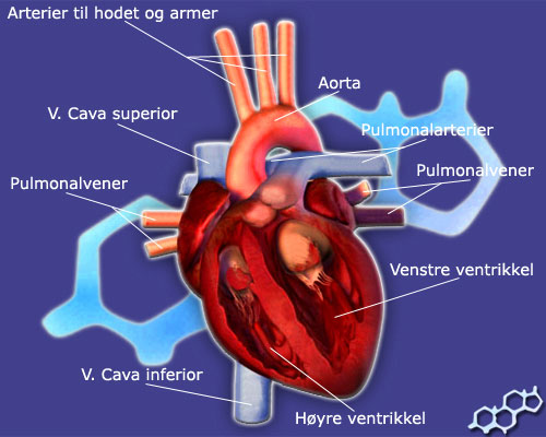 Hjertets Anatomi