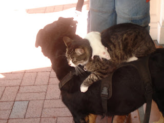 Homeless Man With Dog Cat And Rat