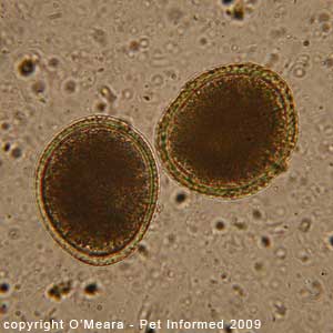 Hookworm Eggs Size