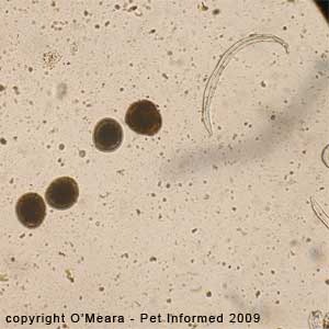 Hookworm Eggs Size