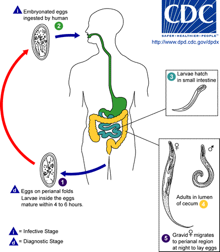 Hookworm Life Cycle