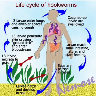 Hookworm Life Cycle