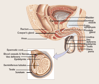 Human Testis Anatomy