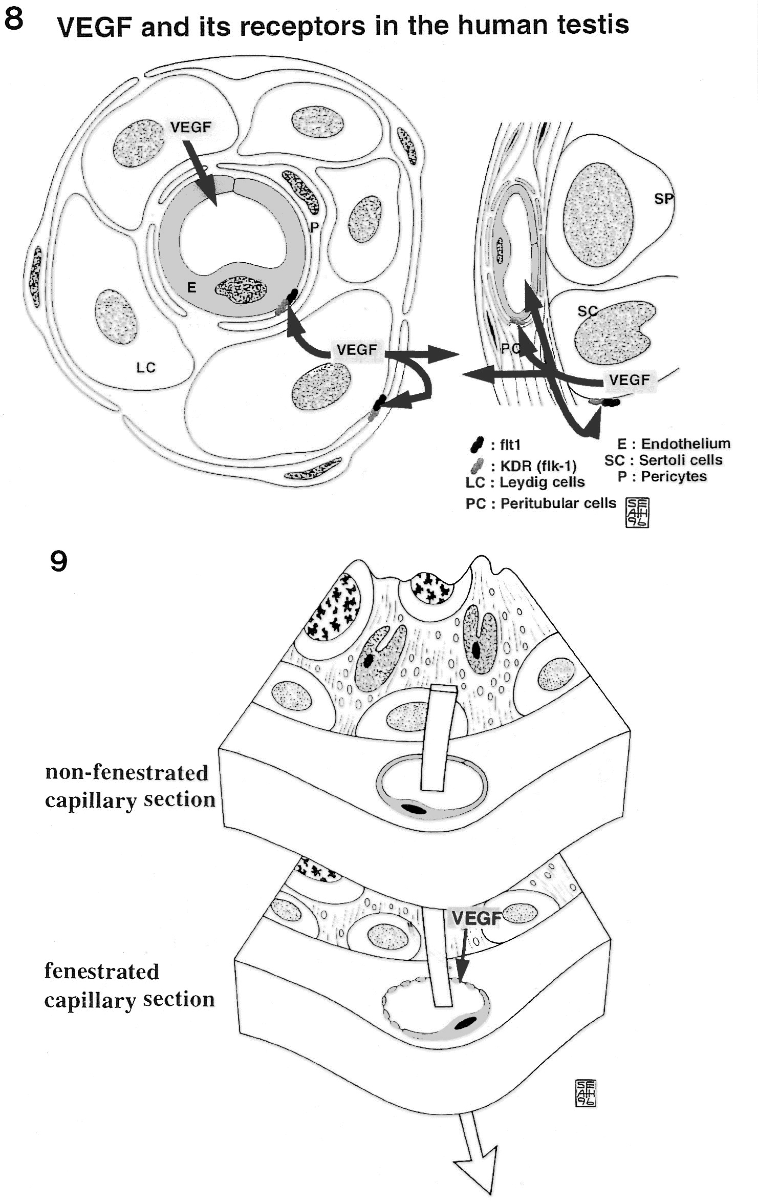 Human Testis Size