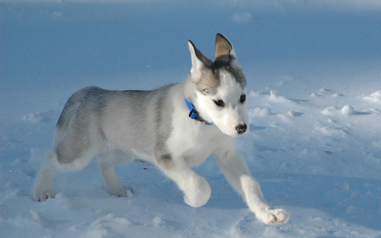 Husky