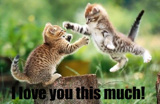 I Love You This Much Funny Pictures