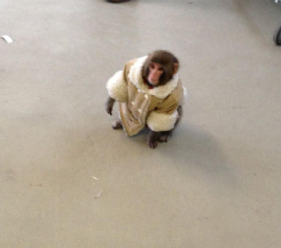 Ikea Monkey Carl