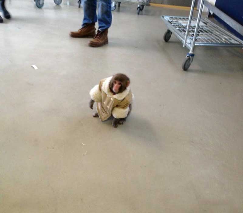 Ikea Monkey Carl