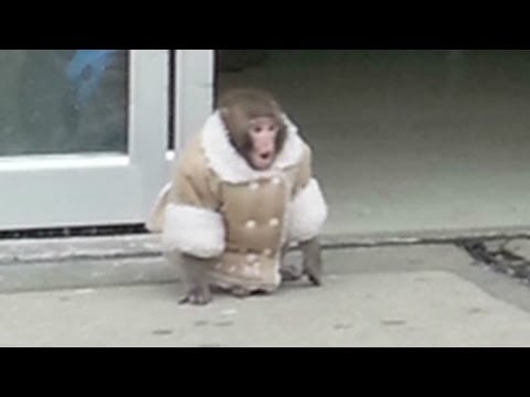 Ikea Monkey Carl