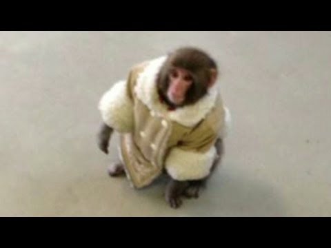 Ikea Monkey Meme Carl