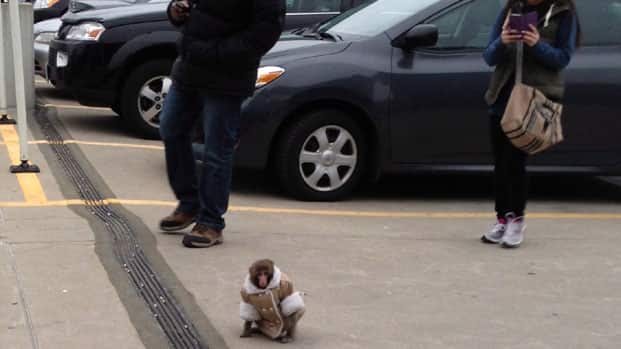 Ikea Monkey Owner Goes To Court