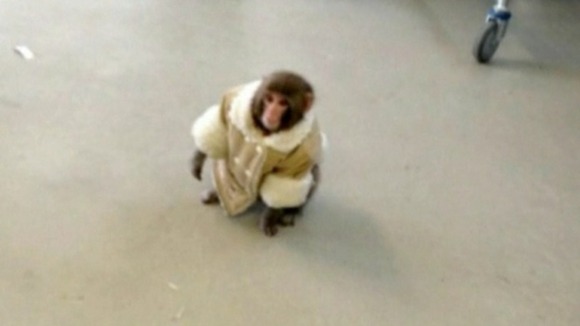 Ikea Monkey Owner Wants Him Back