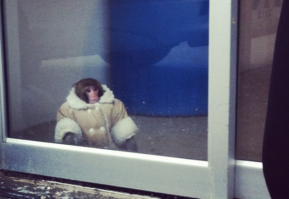 Ikea Monkey Toronto Gawker