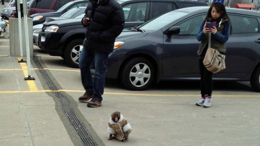 Ikea Monkey Toronto News