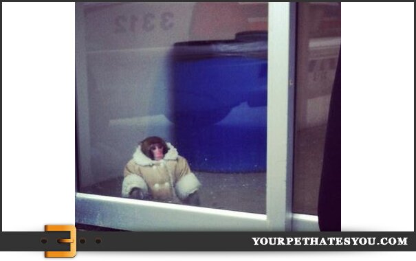 Ikea Monkey Toronto News