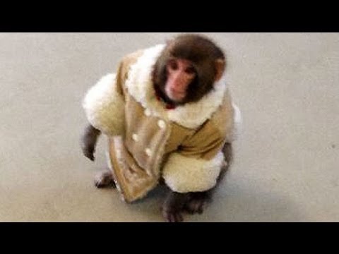 Ikea Monkey Toronto Youtube