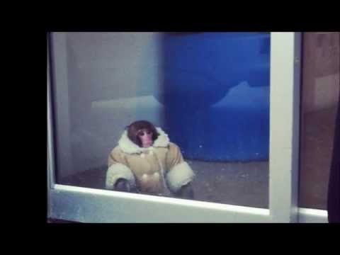 Ikea Monkey Toronto Youtube