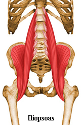 Iliopsoas