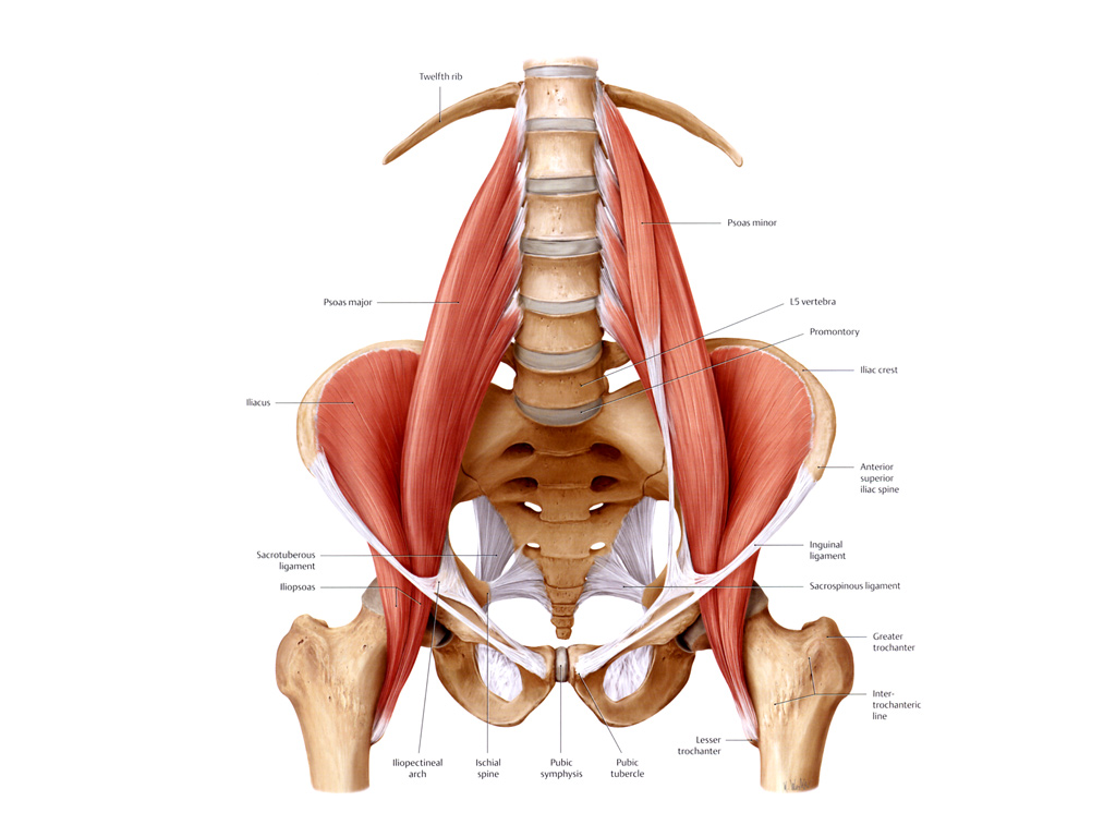 Iliopsoas Muscle Stretch