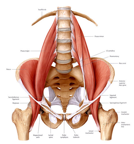 Iliopsoas Stretches Hip Flexors