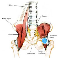 Iliopsoas Stretches Hip Flexors