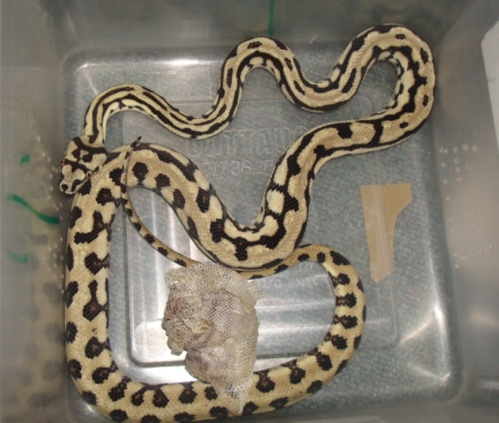 Irian Jaya Jaguar Carpet Python Care Sheet