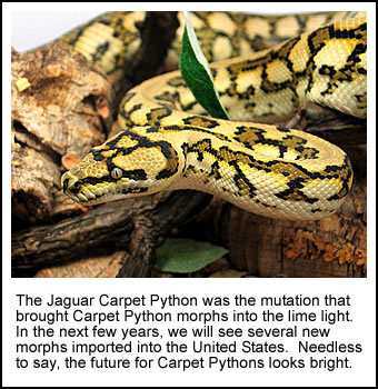 Irian Jaya Jaguar Carpet Python Care Sheet