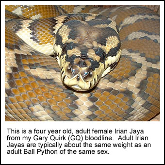 Irian Jaya Jaguar Carpet Python Care Sheet