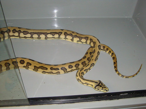 Irian Jaya Jaguar Carpet Python For Sale