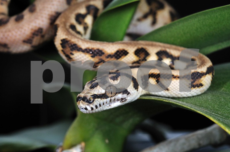 Irian Jaya Jaguar Carpet Python For Sale