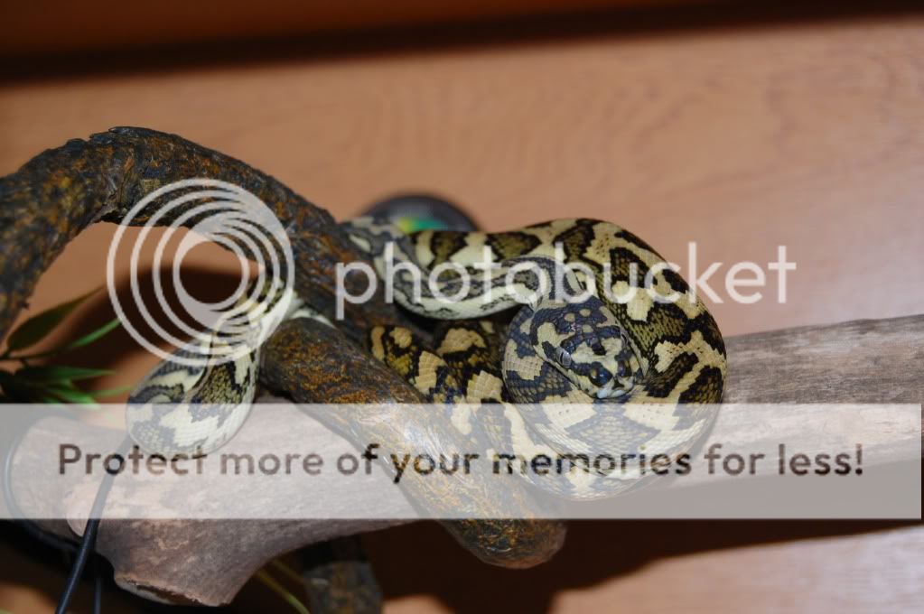 Irian Jaya Jaguar Carpet Python For Sale