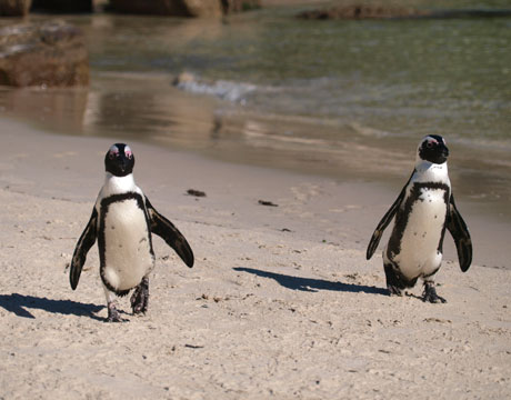 Jackass Penguin Diet