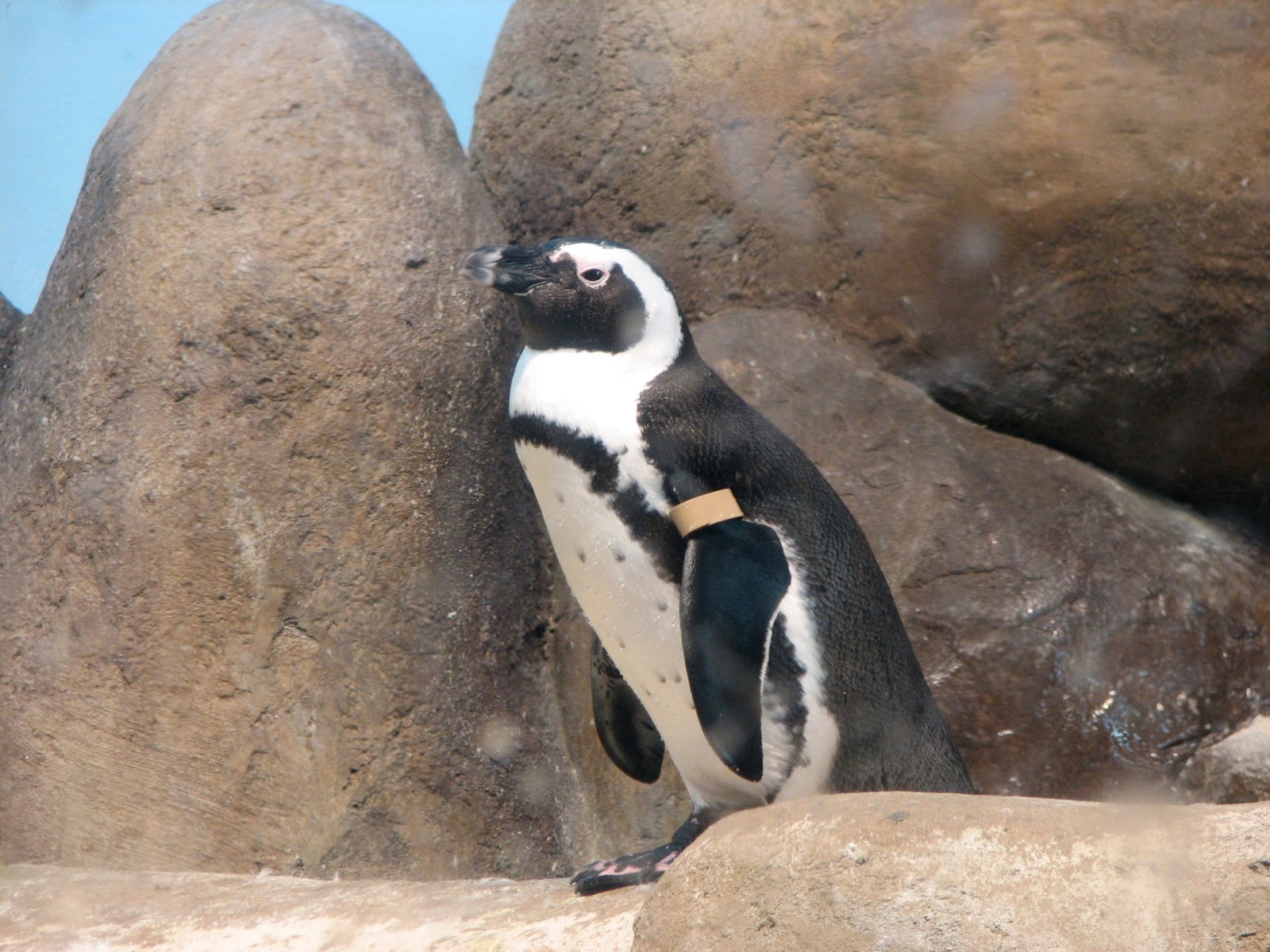 Jackass Penguin Diet