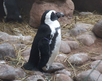 Jackass Penguin Diet