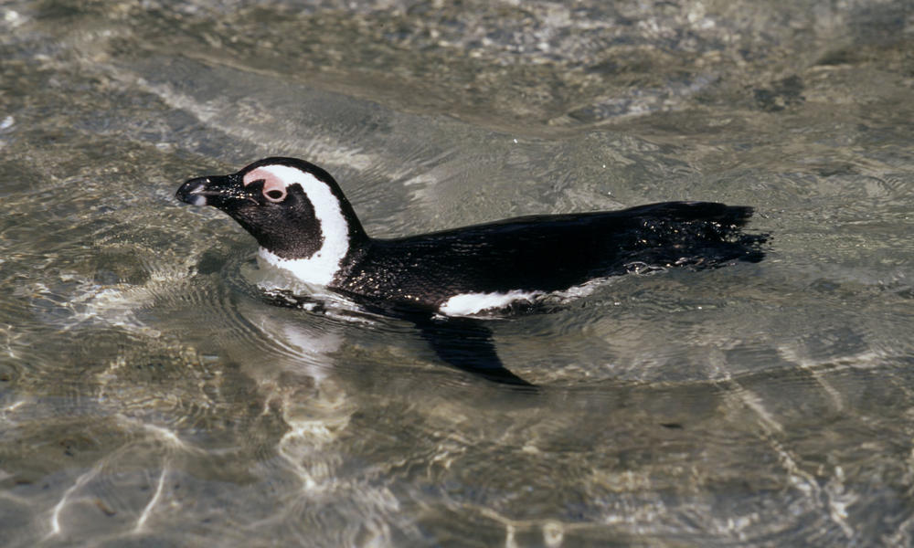 Jackass Penguin Endangered