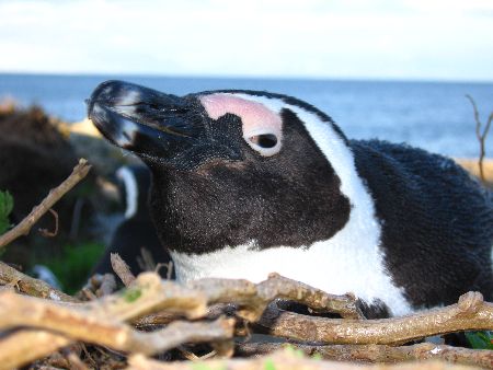 Jackass Penguin Endangered