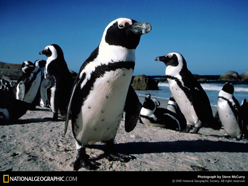 Jackass Penguin Habitat
