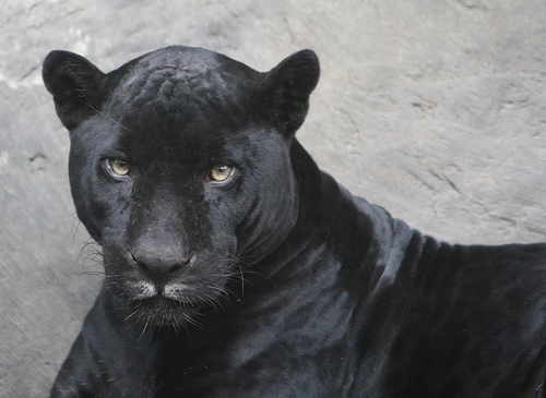Jaguar Animal Black