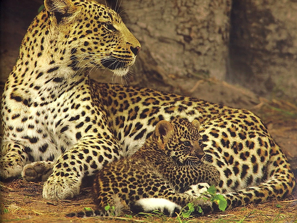 Jaguar Animal Cub
