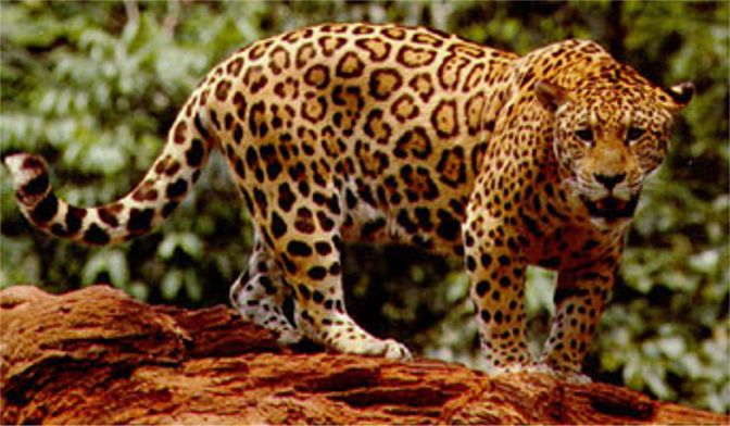 Jaguar Animal Photos