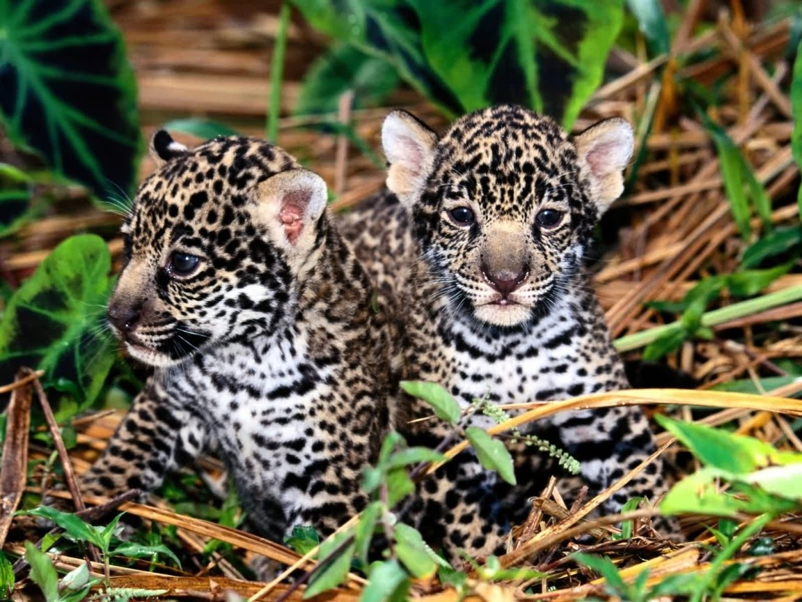 Jaguar Animal Pictures